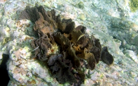 Rippled Branching Vase Sponge - Callyspongia aculeata