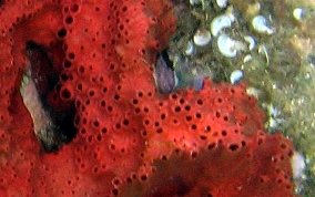 Scattered Pore Sponges