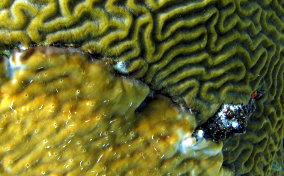 Coral Encrusting Sponge