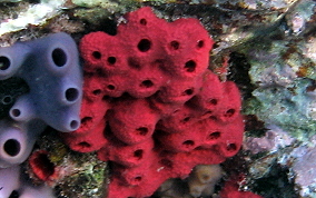 Shallow Water Strawberry Sponge -  Igernella notabilis 