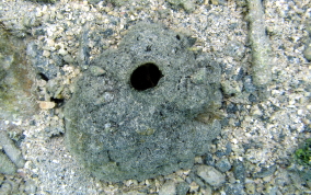 Sponge - Spheciospongia vesparium (?)