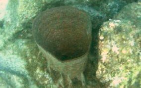 Bowl Sponge - Ircinia campana