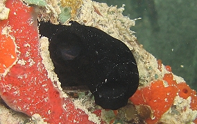 Black tunicate