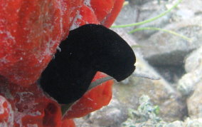 Black Sea Squirt (tunicate) - Phallusia nigra