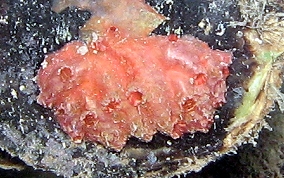 Bleeding Heart tunicate