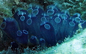 Blue Bell tunicate