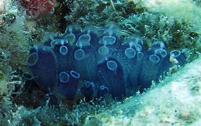 Blue Bell tunicate