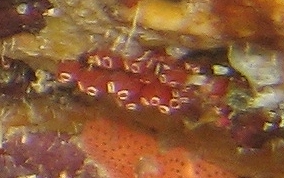 Bulb tunicate