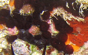 Button tunicate
						
 - Distaplia corolla