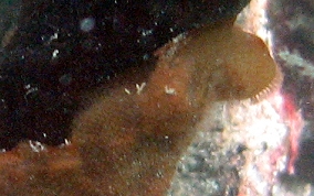 Row Encrusting Bryozoan
