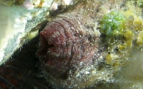 Giant tunicate
						
 - Microcomus exasperatus/Pyura Vittata