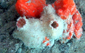 Giant tunicate
						
 - Microcomus exasperatus/Pyura Vittata