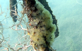 Mangrove tunicate
						
 - Eudistoma olivaceum