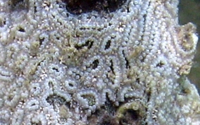 Mottled tunicate