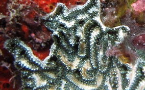 Mottled tunicate
