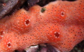 Orange Overgrowing tunicate
						
 - Didemnum conchyliatum