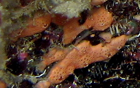 Orange Overgrowing tunicate
						
 - Didemnum conchyliatum