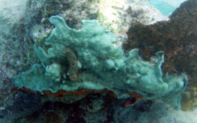 Overgrowing Mat tunicate
						
 - Trididemum solidum