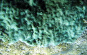 Overgrowing Mat tunicate
						
 - Trididemum solidum