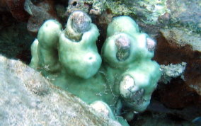 Overgrowing Mat tunicate