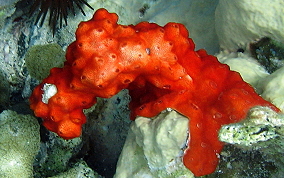 Star-cut Overgrowing tunicate