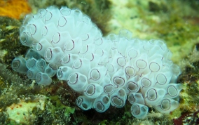 Painted tunicate
						
 - Clavelina picta