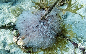 Painted tunicate
						
 - Clavelina picta