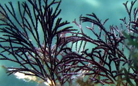 Purple Fan Bryozoan