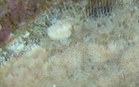Row-encrusting tunicate