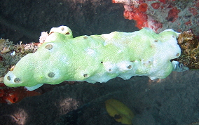 Overgrowing tunicates