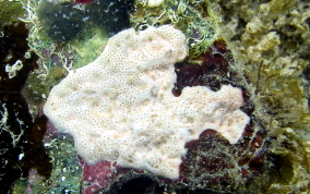 Overgrowing tunicates