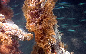 Tan Fan Bryozoan - Class Gymnolaemata 