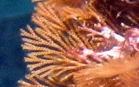 Tan Fan Bryozoan - Class Gymnolaemata 