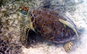 Green Sea Turtle - Chelonia mydas 