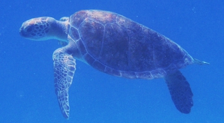 Green Sea Turtle - Chelonia mydas 
