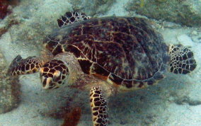 Hawksbill Turtle - Eretmochelys imbriocata
