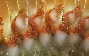 Bearded Fireworm - Hermodice carunculata 