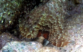 Black-Spotted Feather Duster Worm - Branchiomma nigromaculata