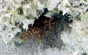 Black-Spotted Feather Duster Worm - Branchiomma nigromaculata
