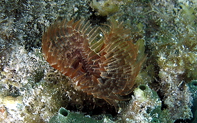 Black-Spotted Feather Duster Worm - Branchiomma nigromaculataBlack-Spotted Tube Worm - Branchiomma nigromaculata