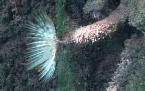 Magnificent Feather Duster Worm - Sabellastarte magnifica