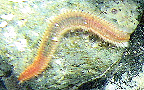 Orange Fire Worm - Eurythoe complanata