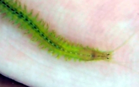 Polychaete Swimming Worm