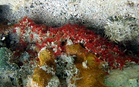 Red Colonial Tube Worm - Filogranella elatensis