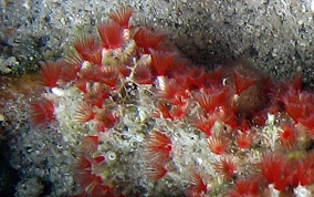 Red Colonial Tube Worm - Filogranella elatensis