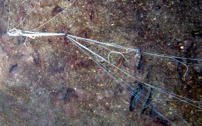 Spaghetti  Worms - Eupolymnia crassicornis