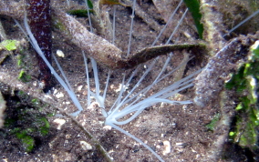Spaghetti  Worms - Eupolymnia crassicornis