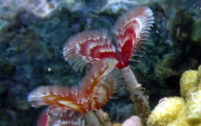 Split Crown Feather Duster Worm