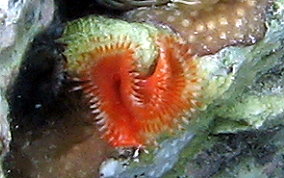 Star Horseshoe Worm - Pomatostegus stellatus