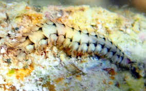 Varigated scale worm